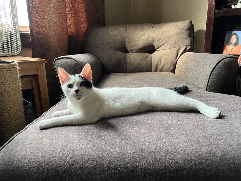 A baby medium-sized female Black & White / Tuxedo Domestic Short Hair cat named Purrdita Puffin for adoption in West Mifflin, PA