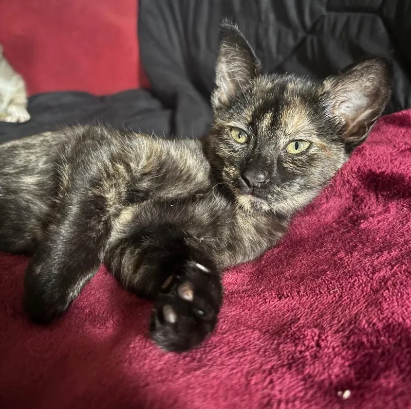 A baby medium-sized female Domestic Short Hair cat named Cue for adoption in San Antonio, TX