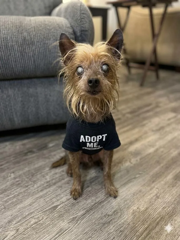 A senior small-sized male Golden Yorkshire Terrier dog named Freddy for adoption in CORPUS CHRISTI, TX