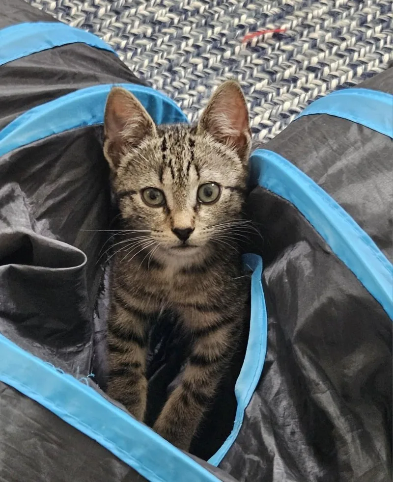 A baby medium-sized female Tabby (Brown / Chocolate) Domestic Short Hair cat named Nellie for adoption in Seneca, SC