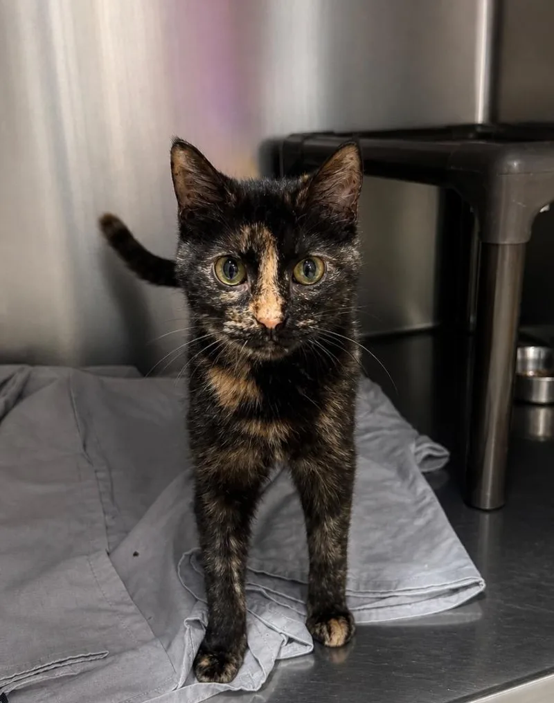 An adult medium-sized female Domestic Short Hair cat named Tycho Il for adoption in Fort Lupton, CO