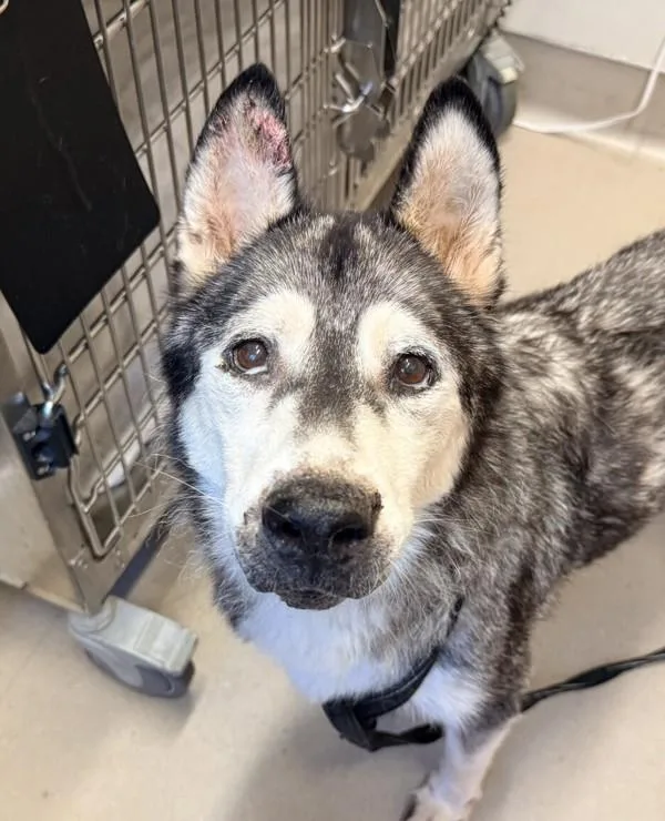 A senior large-sized female Siberian Husky dog named Flora for adoption in El Cajon, CA