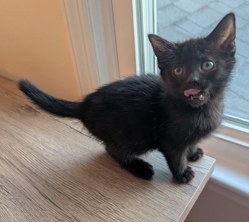 A baby small-sized female Black Domestic Short Hair cat named Zinc for adoption in Raleigh, NC
