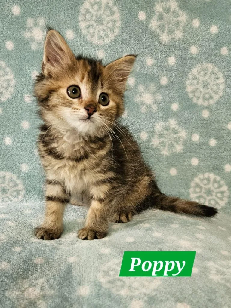 A baby medium-sized female Domestic Medium Hair cat named Poppy for adoption in Manchester, TN