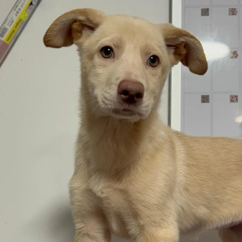 A baby large-sized male Yellow / Tan / Blond / Fawn Retriever dog named Piper Niven for adoption in Fredericksburg, VA