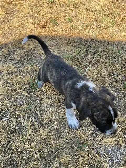 A baby medium-sized male Mixed Breed dog named Frank for adoption in Dallas, TX