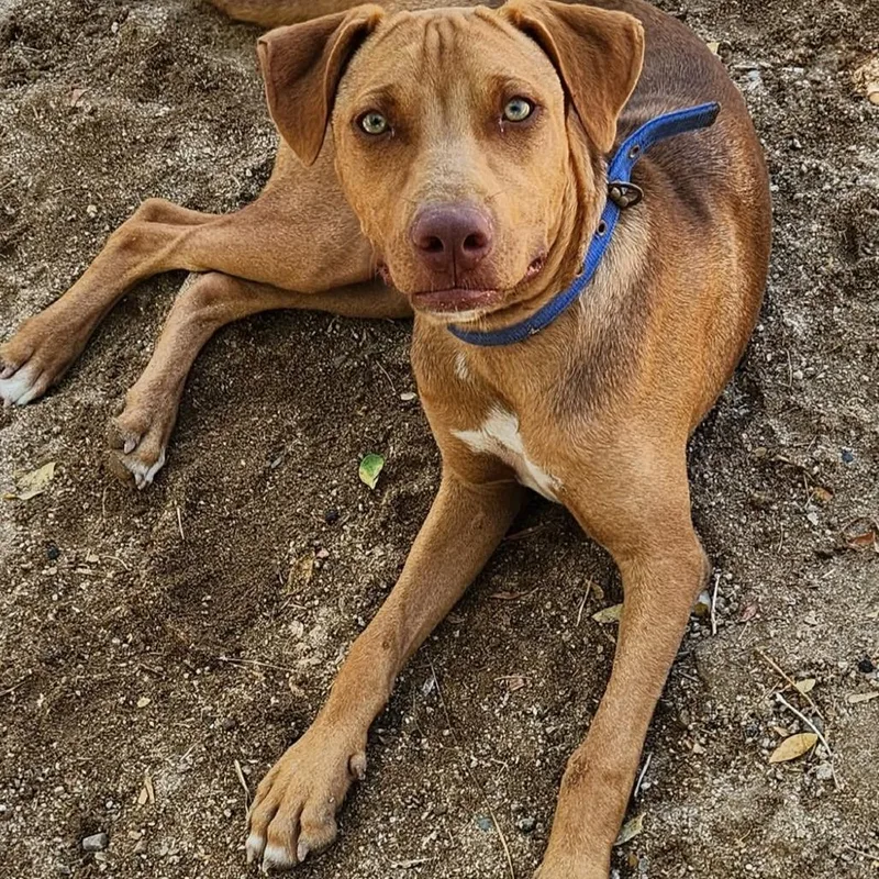 A young medium-sized male Red / Chestnut / Orange Vizsla dog named Rory for adoption in Bend, OR