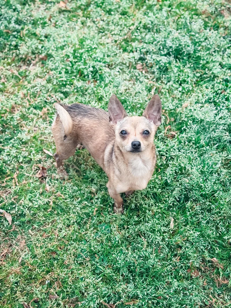 A young small-sized male Brown / Chocolate Chihuahua dog named Peanut for adoption in Atlanta, GA
