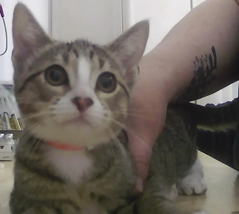 A baby small-sized female Domestic Short Hair cat named Snowbell for adoption in Anoka, MN