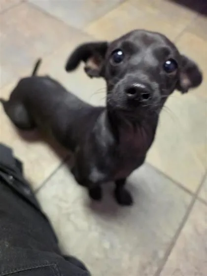 A young small-sized female Black Dachshund dog named 61668978 for adoption in El Paso, TX