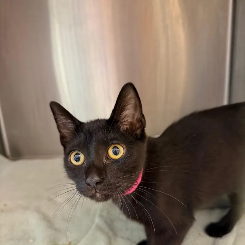 A baby small-sized female Black Domestic Short Hair cat named Lily for adoption in Englewood, FL