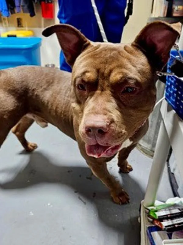 An adult extra large-sized male Pit Bull Terrier dog named Hercules for adoption in Dallas, GA