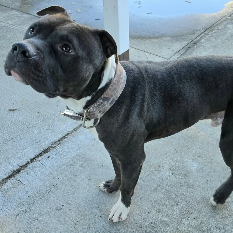 A young large-sized male American Staffordshire Terrier dog named Sampson Nice Dog for adoption in Meriden, CT
