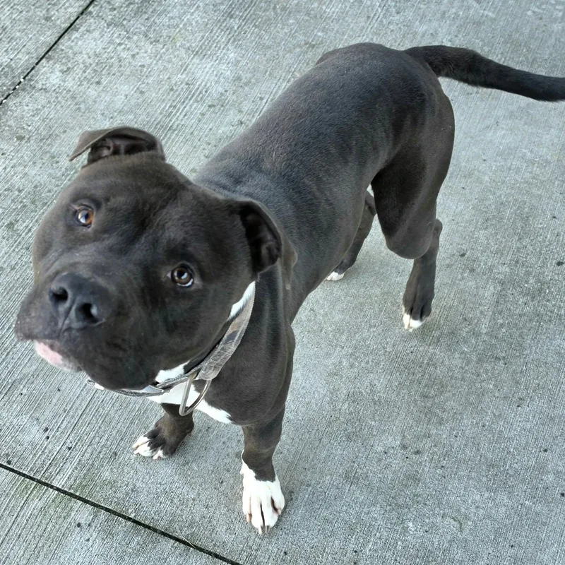 Sampson  Nice Dog thumbnail 2