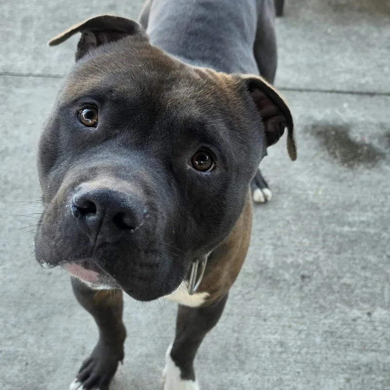 Sampson  Nice Dog thumbnail 3