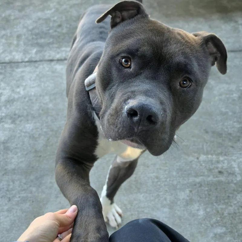 Sampson  Nice Dog thumbnail 4