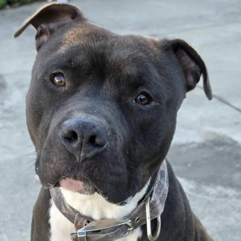 Sampson  Nice Dog thumbnail 5