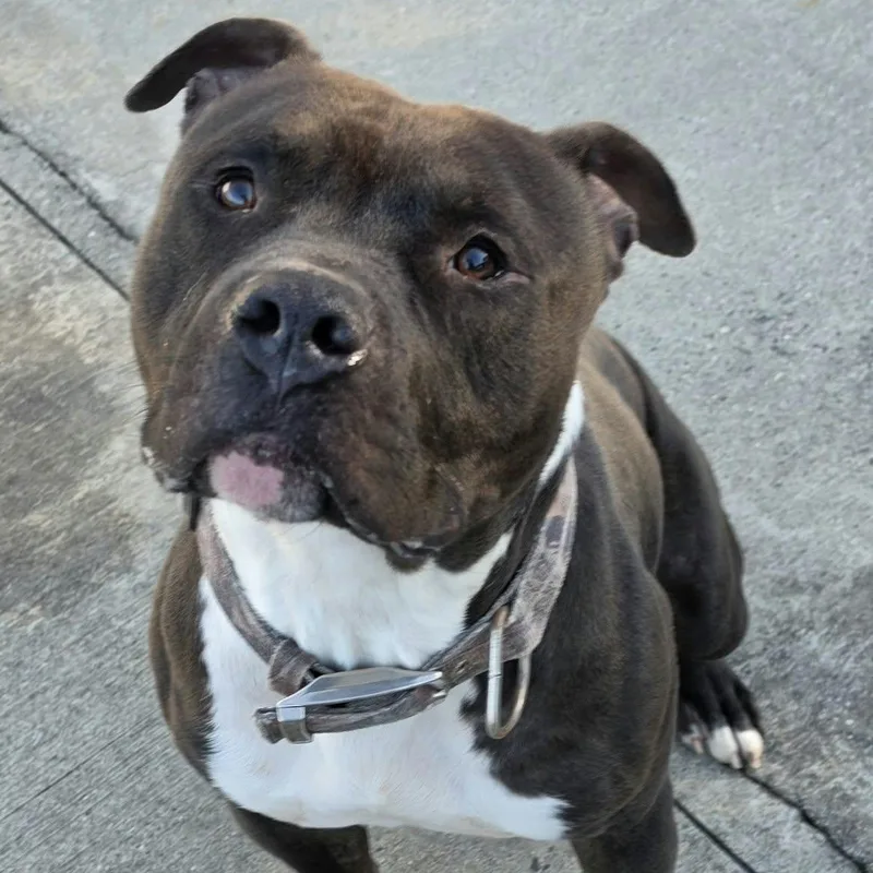 Sampson  Nice Dog thumbnail 6