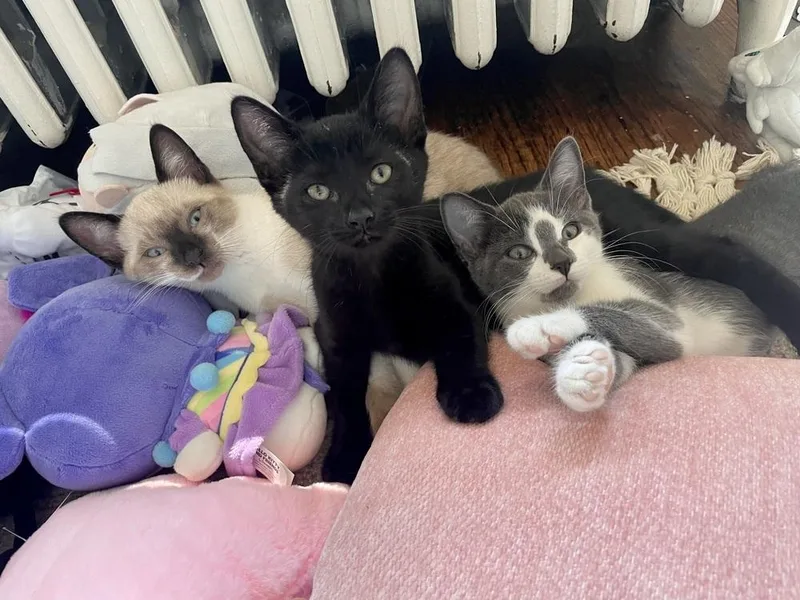 A baby small-sized female Black Domestic Short Hair cat named Cannellini for adoption in Plymouth, MI