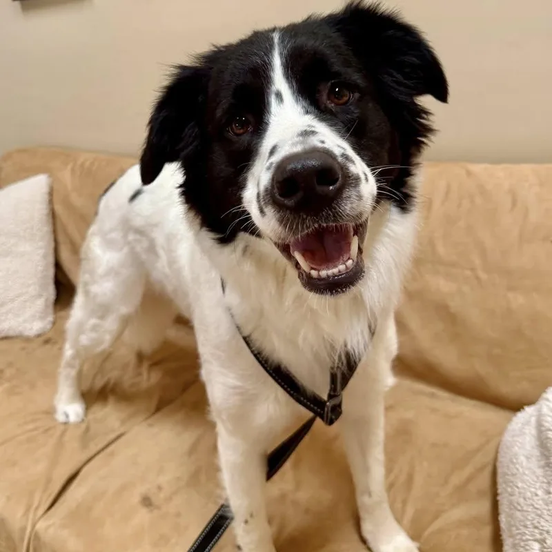 An adult medium-sized female White / Cream Australian Shepherd dog named Wanda for adoption in Washington, PA