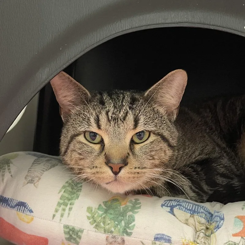 A young medium-sized male Brown / Chocolate Domestic Short Hair cat named Kovu for adoption in Nashville, TN