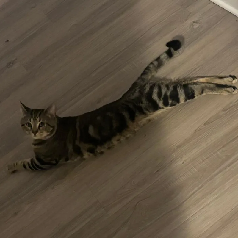 Kovu thumbnail 2