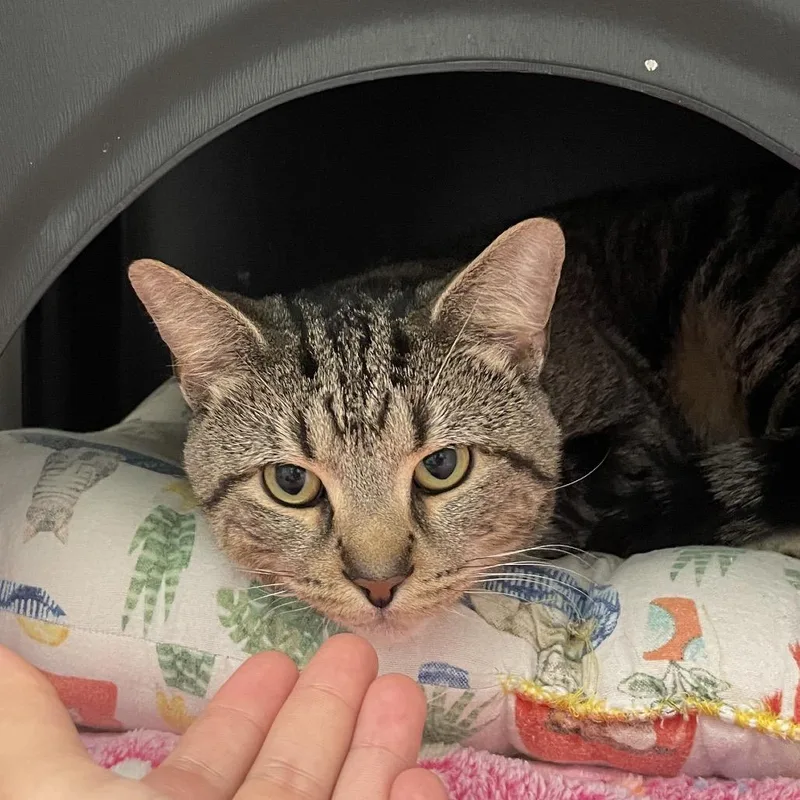 Kovu thumbnail 3
