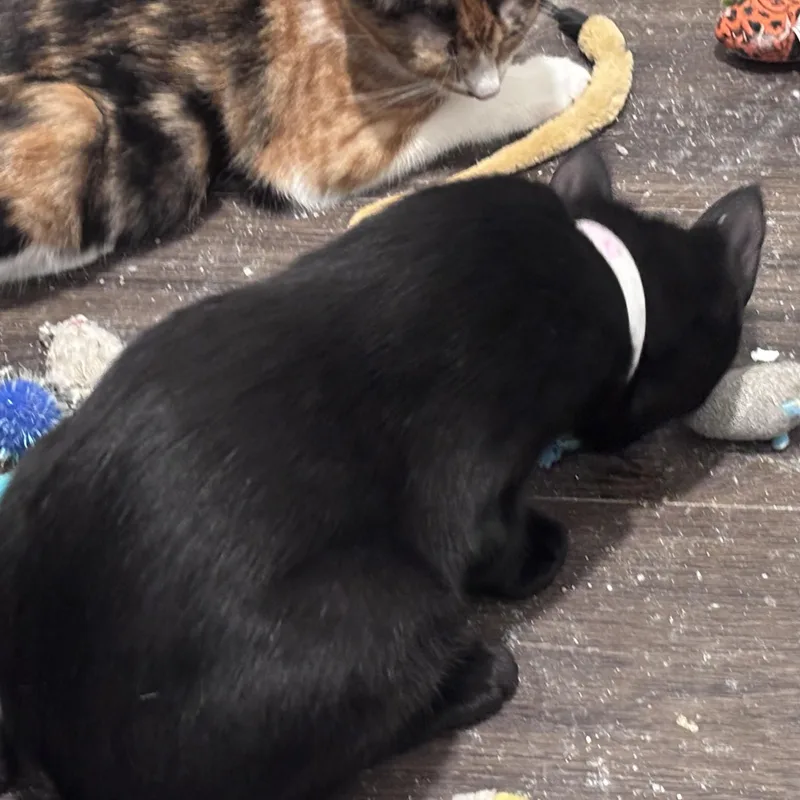 A baby medium-sized female Black Domestic Short Hair cat named Onyx for adoption in Liverpool, TX