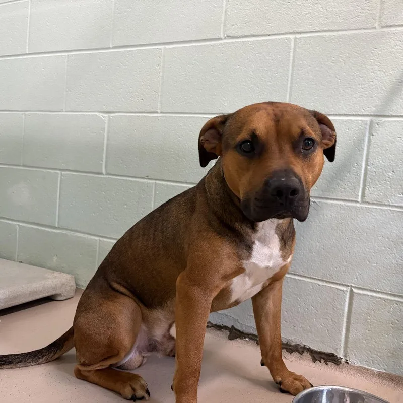 A young small-sized male Brown / Chocolate Mixed Breed dog named Bronco for adoption in Newark, NJ