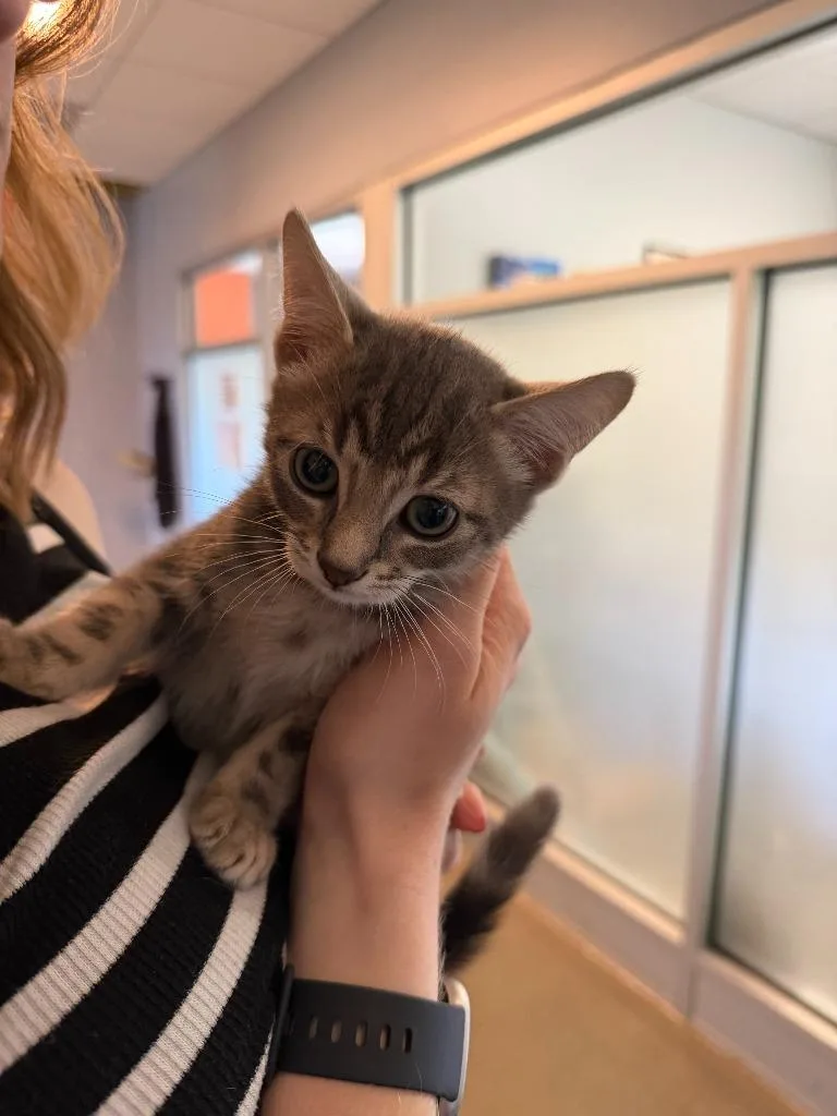 A baby medium-sized male Domestic Short Hair cat named Michael for adoption in Hyde Park, NY