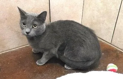An adult medium-sized female Domestic Short Hair cat named Velvetine for adoption in Rossville, TN