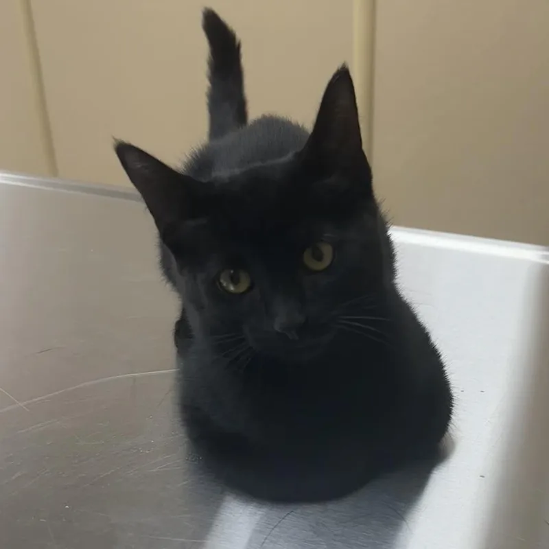 A baby small-sized female Black Domestic Short Hair cat named Pogo for adoption in Naperville, IL