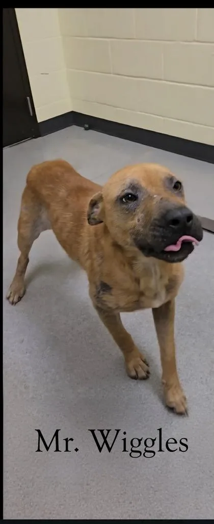 Mr .wiggles thumbnail 2