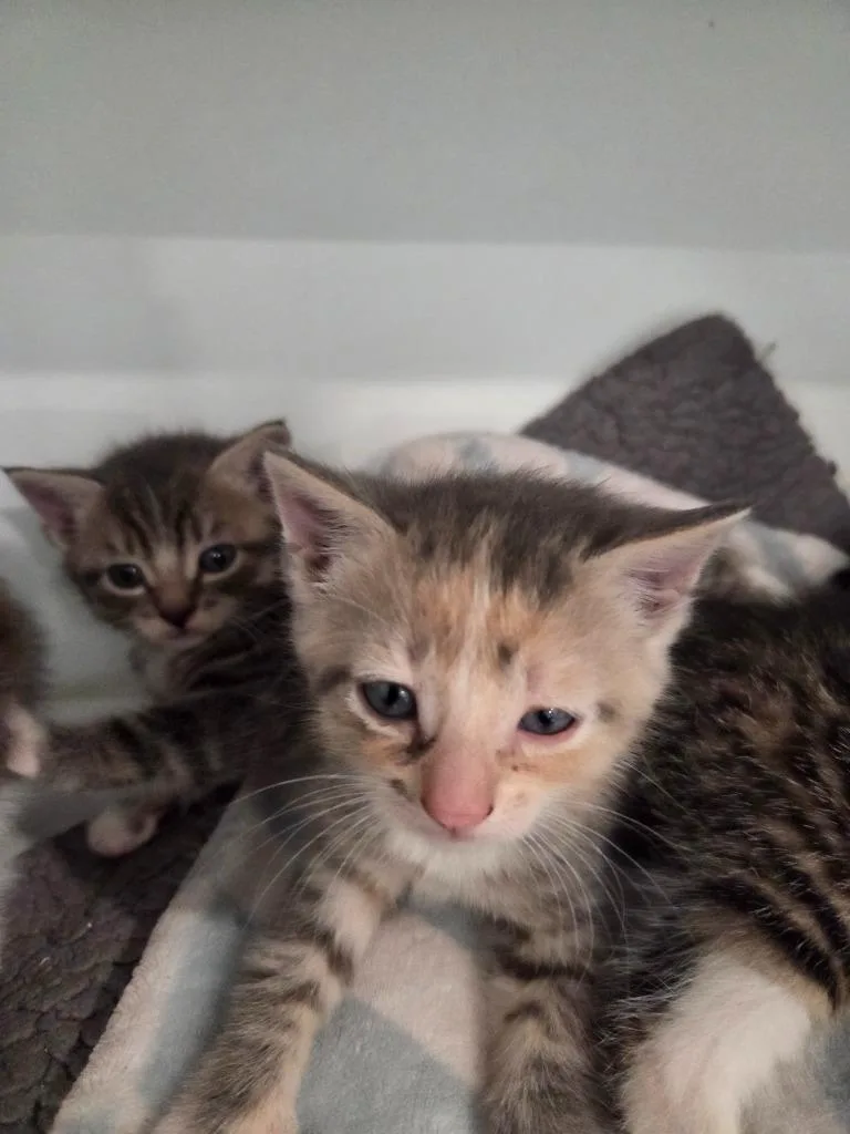 A baby small-sized female Domestic Short Hair cat named Rita for adoption in Lunenburg, VT