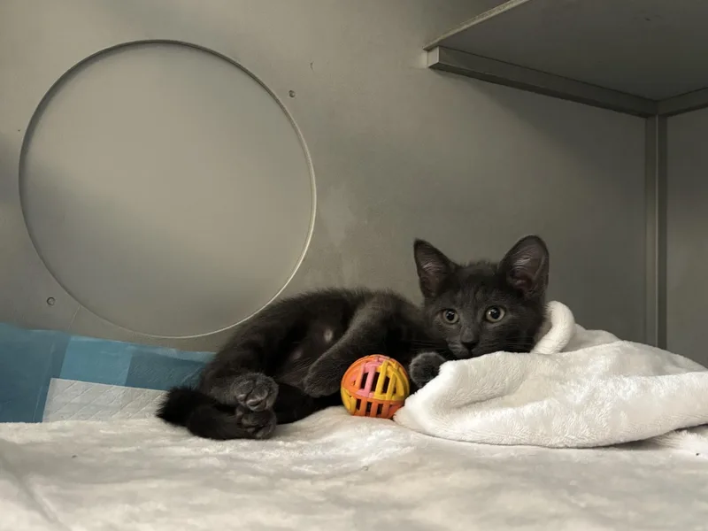A baby medium-sized male Gray / Blue / Silver Domestic Short Hair cat named Bobby for adoption in Vernon, NJ