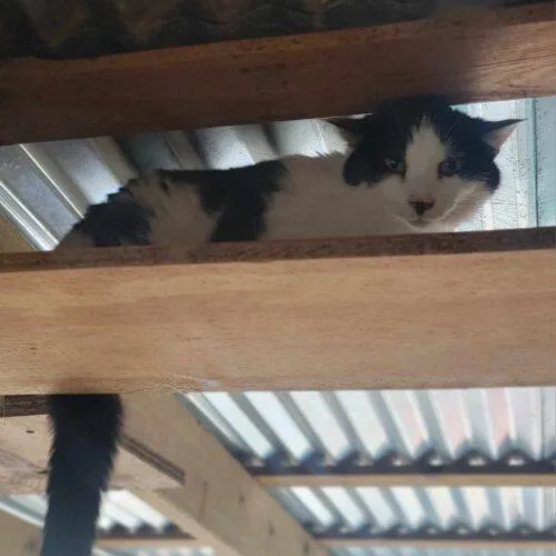 An adult medium-sized female Domestic Short Hair cat named Dixie for adoption in Tipp City, OH
