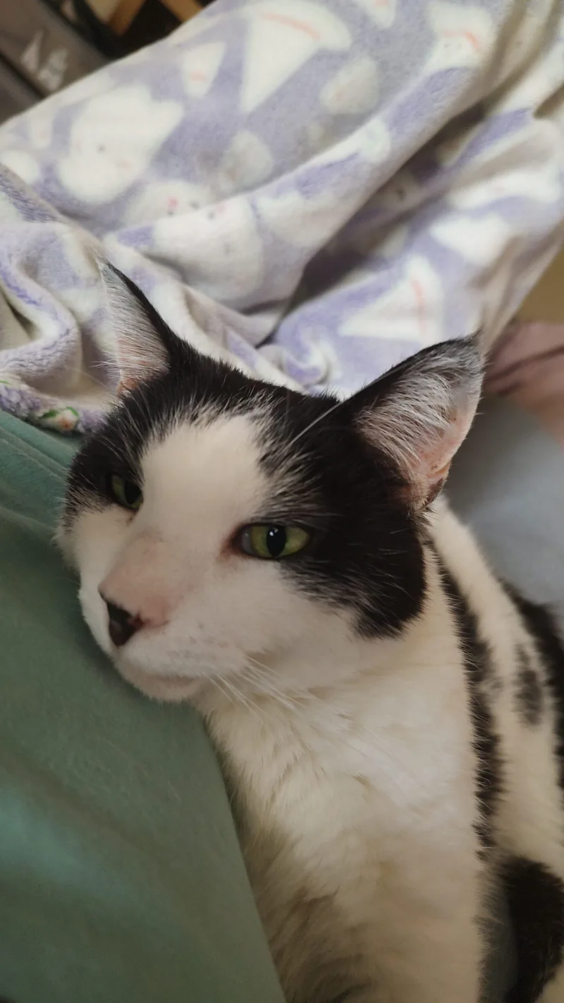 Dixie thumbnail 2