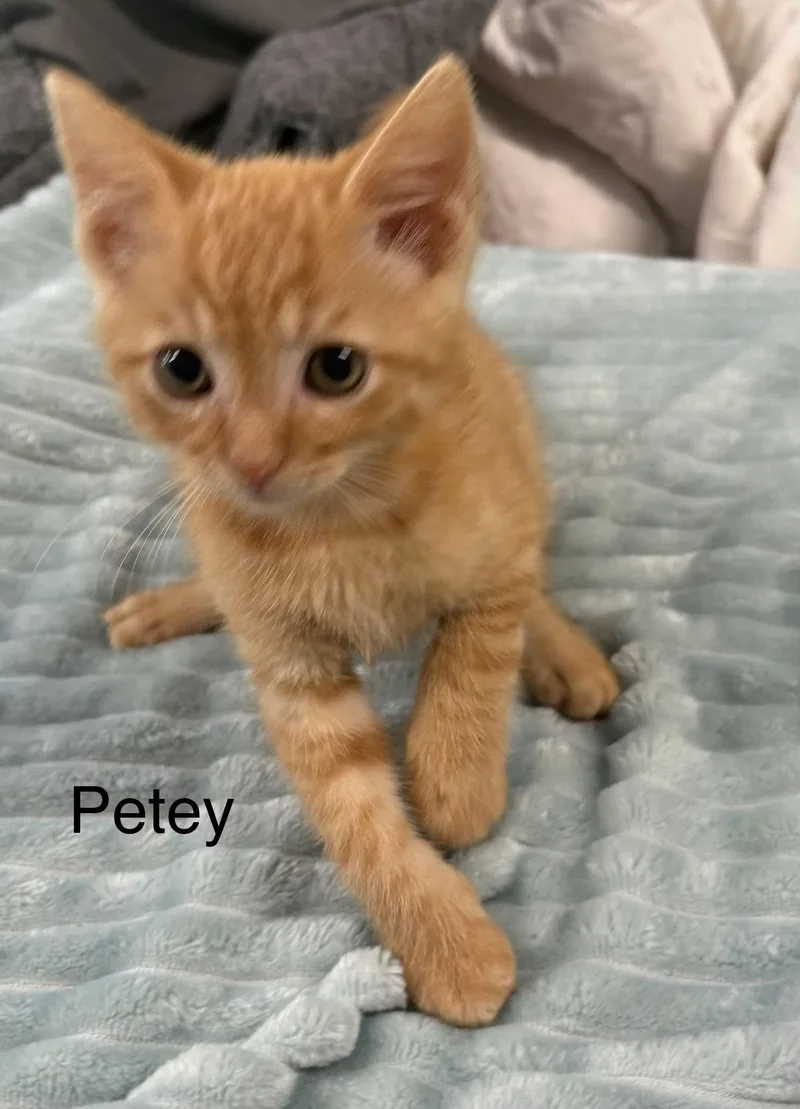 A baby medium-sized male Orange / Red Domestic Short Hair cat named Petey for adoption in White Bluff, TN