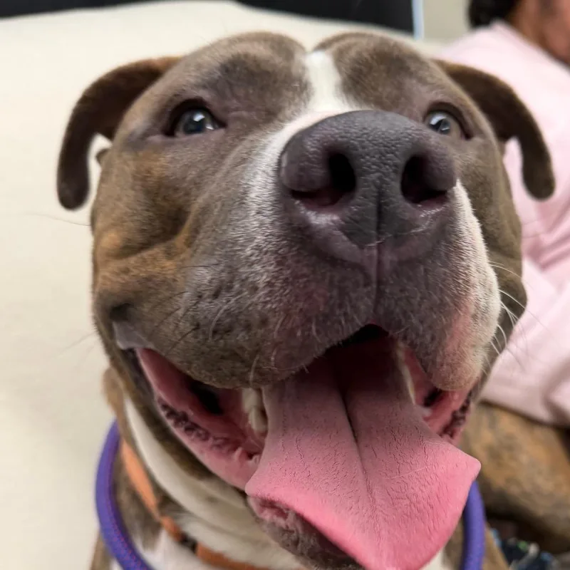 A young large-sized male Yellow / Tan / Blond / Fawn Pit Bull Terrier dog named Bluey for adoption in Springfield, MA