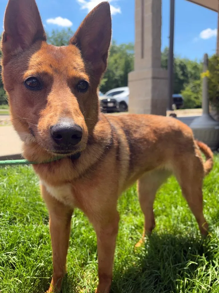 A young medium-sized female Shepherd dog named Sierra for adoption in Wintersville, OH