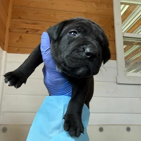 A baby medium-sized male Black Labrador Retriever dog named Honda for adoption in Peyton, CO
