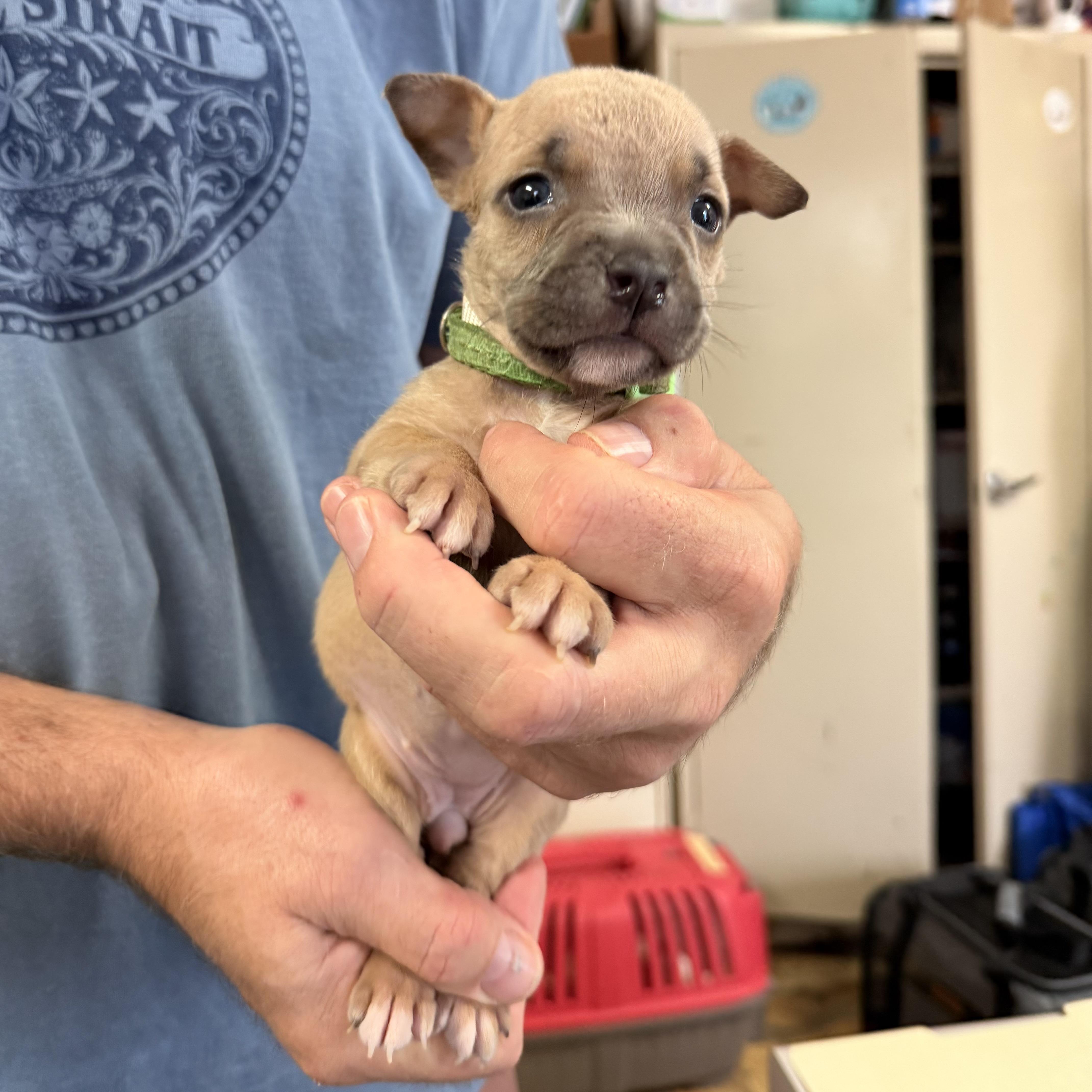 A baby medium-sized female Brown / Chocolate Pit Bull Terrier dog named Palermo for adoption in Columbia, SC