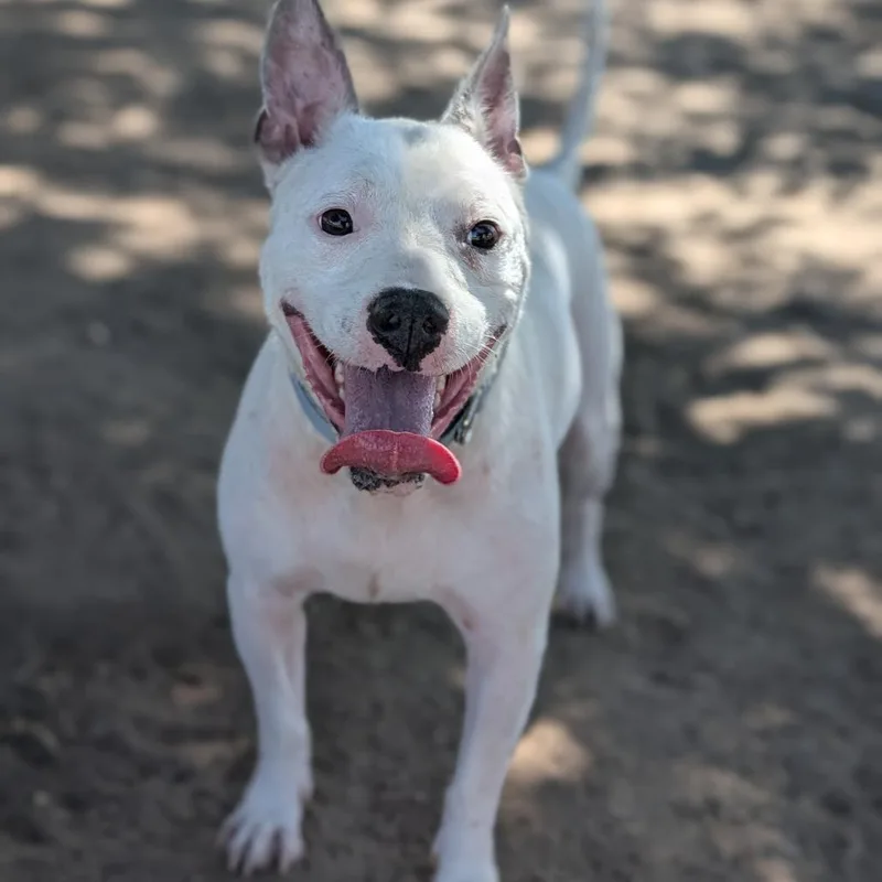 An adult medium-sized male White / Cream Bull Terrier dog named Taz for adoption in Buchanan Dam, TX