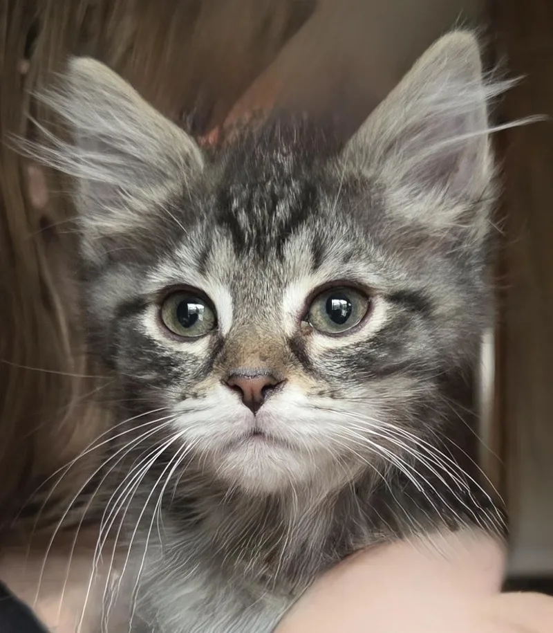 A baby medium-sized male Domestic Short Hair cat named Graphite for adoption in Johnson City, TN