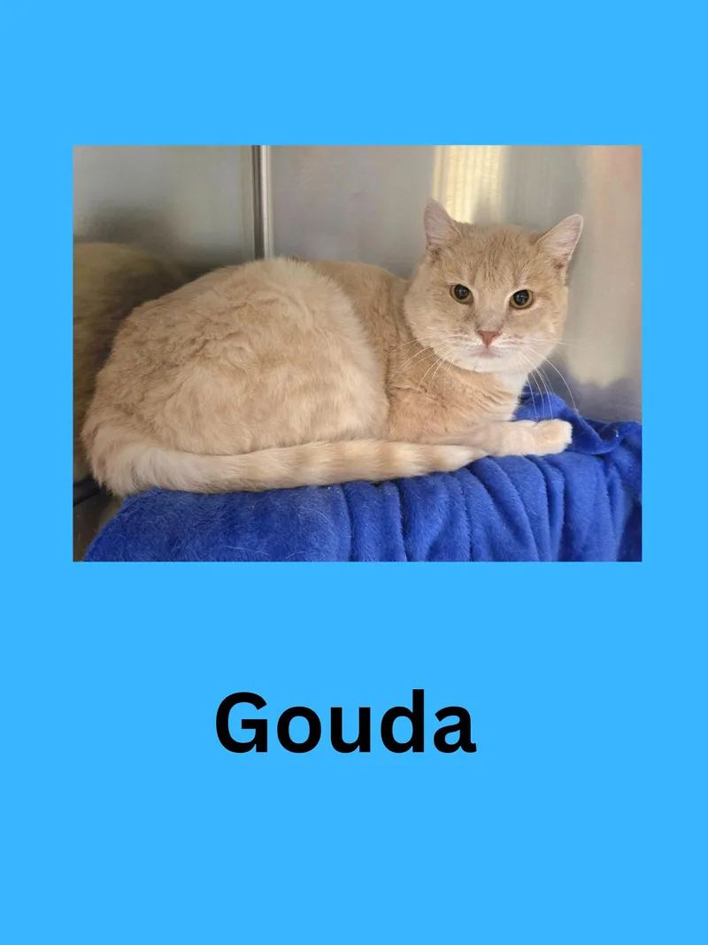 Gouda