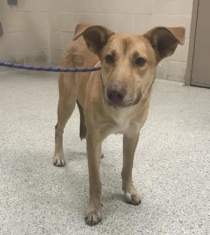 A young medium-sized female Labrador Retriever dog named A for adoption in Conroe, TX