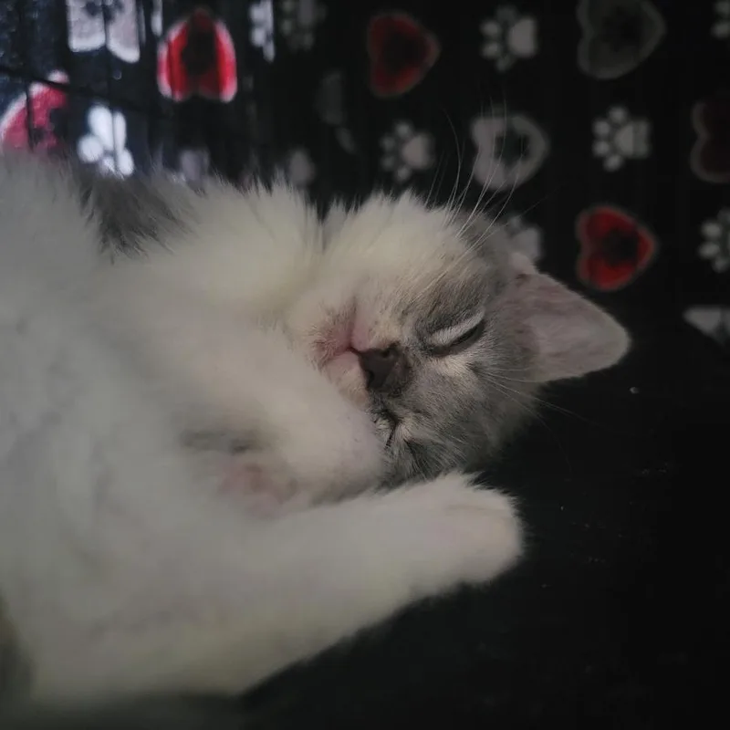 A baby small-sized female Gray / Blue / Silver Domestic Short Hair cat named Sprite In Taneytown  for adoption in Alexandria, VA
