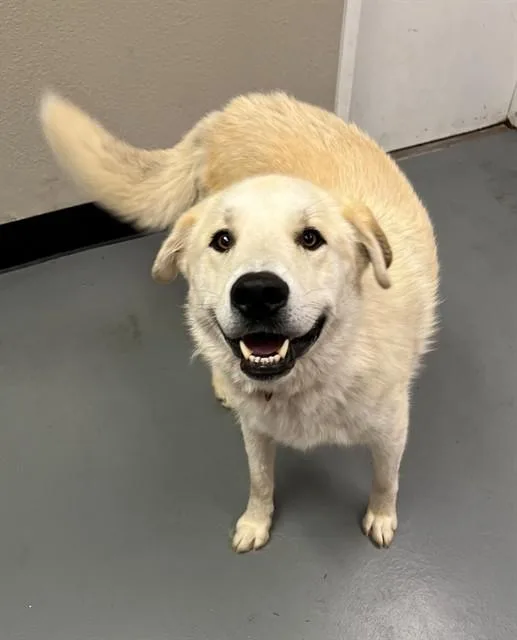 A young large-sized male Apricot / Beige Great Pyrenees dog named Puffin for adoption in Phoenix, OR