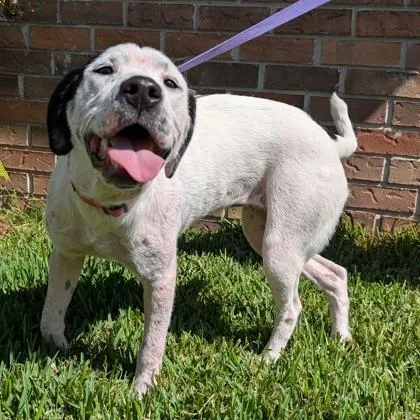 A young large-sized female Mixed Breed dog named Aloe for adoption in Savannah, GA