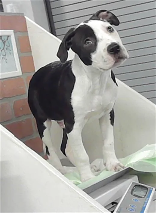 A baby small-sized male American Staffordshire Terrier dog named Patch for adoption in Houston, TX